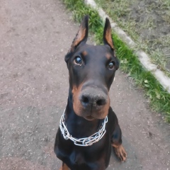 Игорь Гибизов, 11.11, Владикавказ