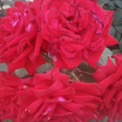 Гулжанат Амангалиева, 28.10, Актау