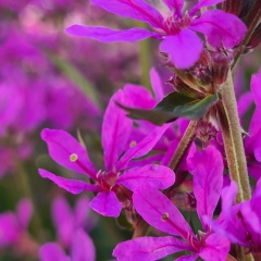 Анна Щанная, 16.03