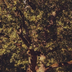 Александр Никифоров, 11.12, Первомайск