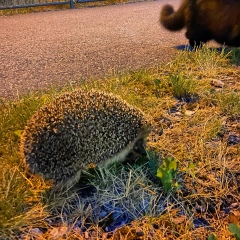 Siarhei Salodki, 10.05, Stockholm