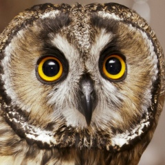 Тимур Актемиров, 08.11.1989