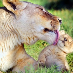 Гульмира Байтенизова, 31.07.1985, Петропавловск