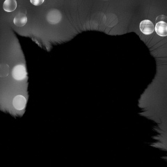 Леила Гареева, Уфа