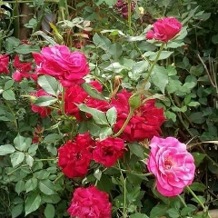 ခ်စ္ေသာ ပိုင္ရွင္မေလး, 27.08.1993