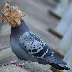 Александр Бедерин, 01.02, Курган