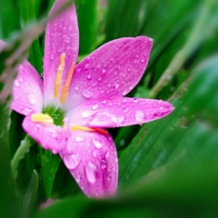 ေဒၚ-ခင္ထိပ္ ထား, 10.12.1985, Arakan