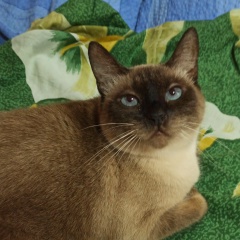 Света Ерохина, 13.07, Москва