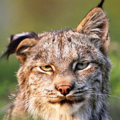 Аркадий Иванов, 22.03, Санкт-Петербург