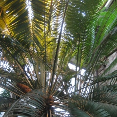 Meles Migratorius, 12.11