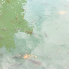 Candy Crush, 30.11.1998