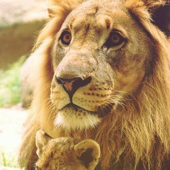 Олег Некрасов, 23.07.1985, Добрянка