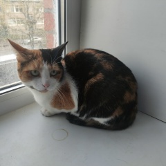 Елена Щербина, 23.11, Санкт-Петербург