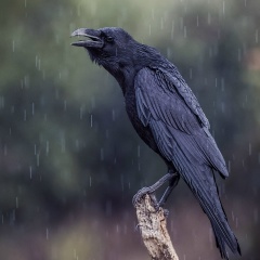 Николай Андрюшкин, 17.06.1979, Ветлянка