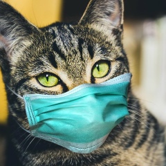 Paing Soe, 18.11, Yangon