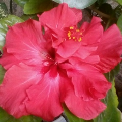 Любовь Голубева, 17.08, Волгоград