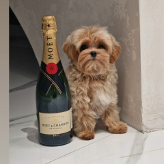 Юлия Нижникова, Санкт-Петербург