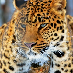 Александр Просто