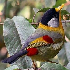 Nyein Htwe, 03.03.1973