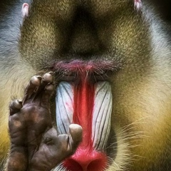 Руслан Алборты, 03.12.1988, Ставрополь