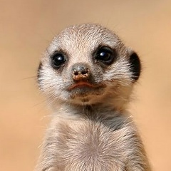 Tamerlan Ruslanovich, 26.08.1994, Грозный