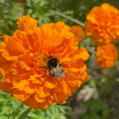 ShopStyle Блузки_Платья_ Трикотаж_TFNC, 29.10, Москва