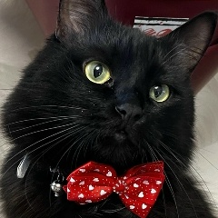 Руслан Добрый, Таганрог