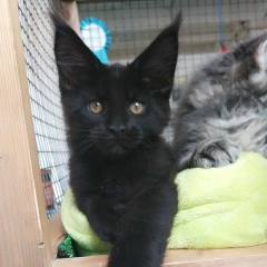 Вика Чернова-Романова, 07.10, Санкт-Петербург