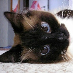 Олеся Соколова, 04.07, Санкт-Петербург