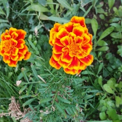 Ayazhan Bekbaeva, 27.04.2000, Екатеринбург