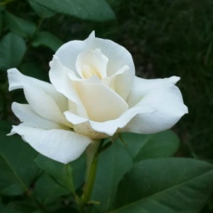 Лола Кожа, 23.10, Астана