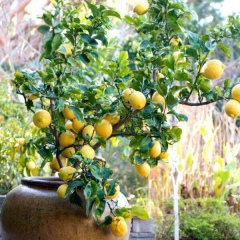 Нурым Амиреева, 07.12.1950