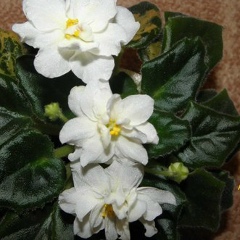 Алена Боліла, 02.10, Корсунь-Шевченковский