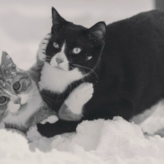 Сергей Кураев