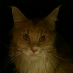 Эдвард Радзинский, 21.10.1989, Таганрог