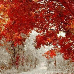 Амина Иразова