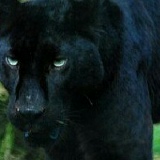 Yahiya Amiramze, Астана