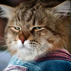 Рустам Долихин, 06.03.1983, Великий Новгород