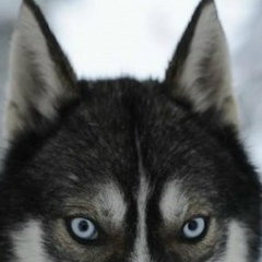 Антон Бо, Москва