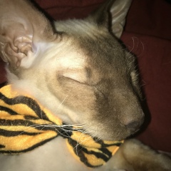 Евгения Ткачук, 13.04.1981, Велиж