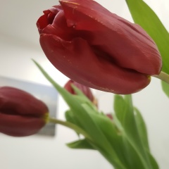 Лариса Романова, Санкт-Петербург