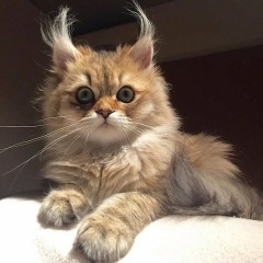 Татьяна Маршал, 24.11, Санкт-Петербург