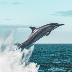 Дмитрий Шевченко, 16.05.1984, Санкт-Петербург