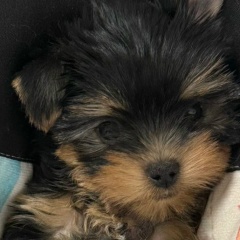 Анюта Лимонова, 12.04