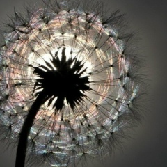 Динора Гулова, 25.10.1985, Санкт-Петербург