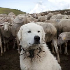 Protection Charm, 17.01