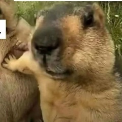 Дмитрий Малыца, Донецк