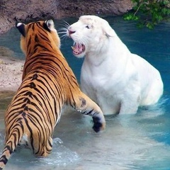 Алексей Лёлик, 20.03, Москва