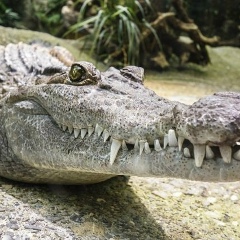 Сергей Мерьемов, 19.02.1977, Санкт-Петербург