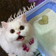 Джозеф Трибиани, 27.12, Волгоград